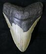 Bargain Megalodon Tooth - North Carolina #19021-1